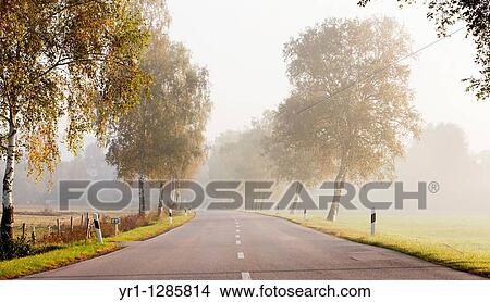 A rural road with morning mist, birch trees on the side. Shot in autumn, southern germany, Bavaria. View Large Photo Image Picture - A rural road with morning mist, birch trees on the side. Shot in autumn, southern germany, Bavaria.. Fotosearch