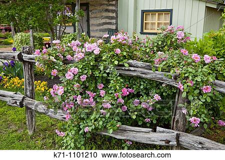 A rustic old garden fence with wild roses at the Peach Haus cottage in Fredericksburg, Texas, USA View Large Photo Image Stock Image - A rustic old garden fence with wild roses at the Peach Haus cottage in Fredericksburg, Texas, USA. Fotosearch