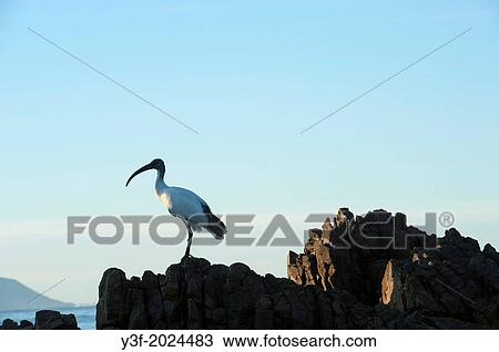 A sacred ibis greets the morning sun from it's perch on a rock. Southern Cape Coast, Western Cape Province, South Africa View Large Photo Image Stock Image - A sacred ibis greets the morning sun from it's perch on a rock. Southern Cape Coast, Western Cape Province, South Africa. Fotosearch