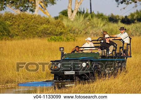 A safari vehicle with tourists driving through the Okavango Delta in Botswana, Africa View Large Photo Image Stock Photo - A safari vehicle with tourists driving through the Okavango Delta in Botswana, Africa. Fotosearch