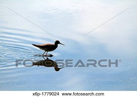 Picture - A sandpiper in partial silhouette walking through a saltmarsh Richard DeKorte Park, Lyndhurst, New Jersey, USA. Fotosearch