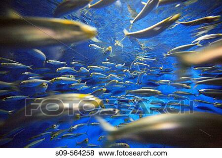 Stock Photo - A school of fish swim in the giant aquarium tank of Monterey Bay Aquarium, Monterey, California, United States of America. Fotosearch