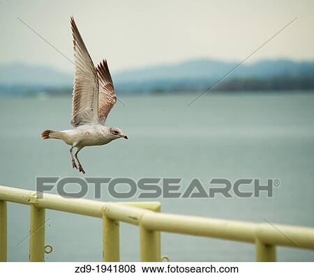 A seagull takes flight from a pier in California's Lakeport. View Large Photo Image Stock Photo - A seagull takes flight from a pier in California's Lakeport.. Fotosearch