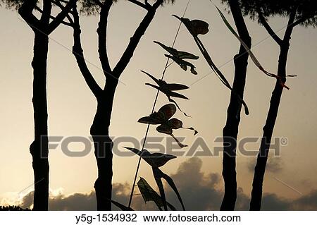 Stock Image - a selection of modern kites for sale in park with trees at sunset. Fotosearch