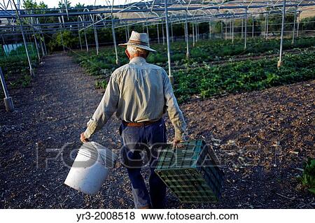 Stock Photo - A senior farmer carries empty plastic boxes in Los Tamayos organic farm in Prado del Rey, Cadiz, Andalusia, Spain. Fotosearch