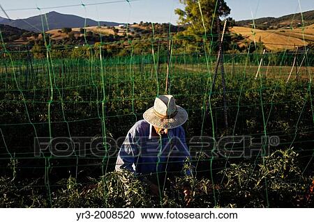 A senior man wearing a hat works with tomato plants in Los Tamayos organic farm in Prado del Rey, Cadiz, Andalusia, Spain View Large Photo Image Stock Image - A senior man wearing a hat works with tomato plants in Los Tamayos organic farm in Prado del Rey, Cadiz, Andalusia, Spain. Fotosearch