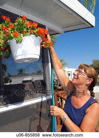 A senior woman watering a hanging plant View Large Photo Image Stock Photo - A senior woman watering a hanging plant. Fotosearch