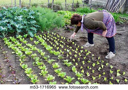Stock Photography - A senior woman working in a vegetable garden. Fotosearch