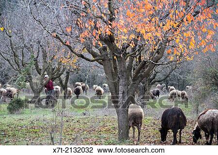 Stock Image - A shepherd grazing his flock in a cherry orchard near Davia north of Tripoli in Arcadia, Central Peloponnese, Greece.. Fotosearch