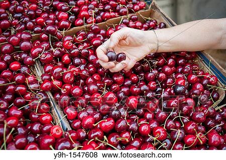A shopper cherry picks cherries at a supermarket in New York View Large Photo Image Stock Photo - A shopper cherry picks cherries at a supermarket in New York. Fotosearch