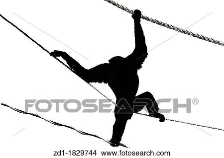 A silhouette of a Chimpanzee in Jerusalem Biblical Zoo, Jerusalem Israel View Large Photo Image Picture - A silhouette of a Chimpanzee in Jerusalem Biblical Zoo, Jerusalem Israel. Fotosearch