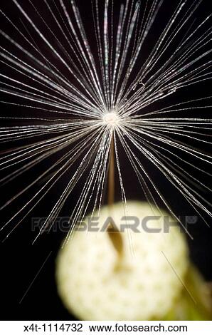 Stock Image - A single dandelion seed still attached to the seed head, black background, selective focus. Fotosearch