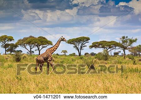 A single giraffe (Giraffa camelopardalis) walking through the scenic landscape of the Tarangire National Park, Tanzania, Africa View Large Photo Image Stock Image - A single giraffe (Giraffa camelopardalis) walking through the scenic landscape of the Tarangire National Park, Tanzania, Africa. Fotosearch