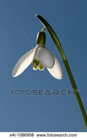 A single snowdrop Galanthus nivalis against a blue spring sky, backlit View Large Photo Image Stock Photo - A single snowdrop Galanthus nivalis against a blue spring sky, backlit. Fotosearch