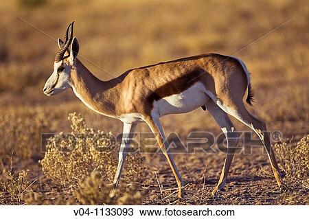 A single springbok (Antidorcas marsupialis) walking in the Kalahari desert in Botswana, Africa View Large Photo Image Stock Image - A single springbok (Antidorcas marsupialis) walking in the Kalahari desert in Botswana, Africa. Fotosearch