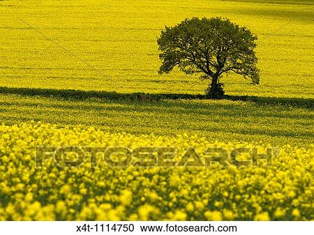 A single tree standing out against yellow oil-seed rape fields in the Cotswolds View Large Photo Image Stock Image - A single tree standing out against yellow oil-seed rape fields in the Cotswolds. Fotosearch