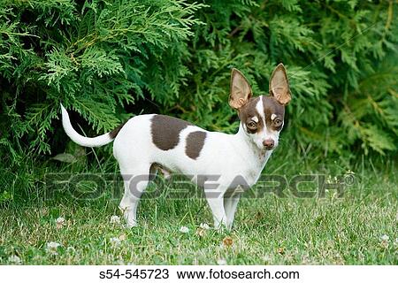 A six month old male Chihuahua puppy outdoors. Canis familiaris View Large Photo Image Stock Image - A six month old male Chihuahua puppy outdoors. Canis familiaris. Fotosearch