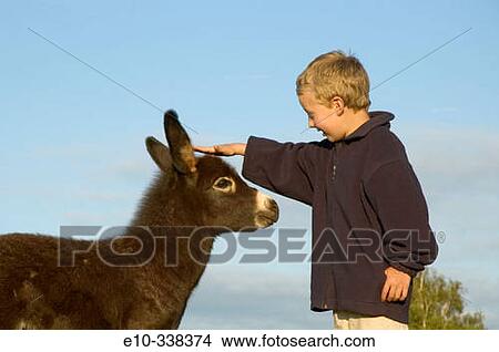 A six year old boy stroking a a young donkey View Large Photo Image Picture - A six year old boy stroking a a young donkey. Fotosearch