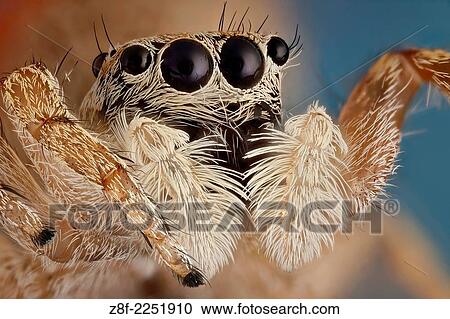 A small jumping spider; these spiders make great hunters, using their very agile jumps giving their preys no time to react. View Large Photo Image Stock Image - A small jumping spider; these spiders make great hunters, using their very agile jumps giving their preys no time to react.. Fotosearch