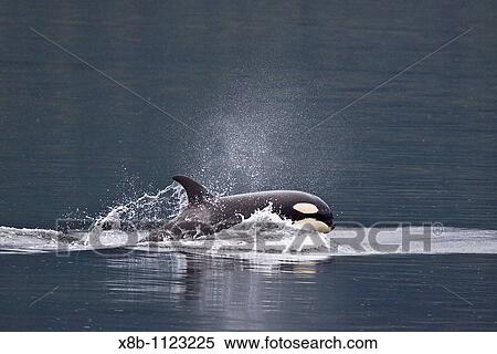 A small resident Orca pod Orcinus orca encountered in Chatham Strait, Southeast Alaska, Pacific Ocean MORE INFO: The Orca is the largest member of the dolphin family Delphinidae, but is often called the killer whale View Large Photo Image Stock Photography - A small resident Orca pod Orcinus orca encountered in Chatham Strait, Southeast Alaska, Pacific Ocean MORE INFO: The Orca is the largest member of the dolphin family Delphinidae, but is often called the killer whale. Fotosearch