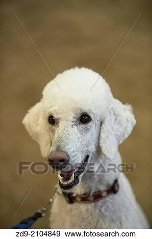 A smiling poodle is all eyes for his owner. View Large Photo Image Stock Photo - A smiling poodle is all eyes for his owner.. Fotosearch