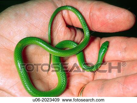 A smooth green snake in the palm of a person's hand View Large Photo Image Stock Photo - A smooth green snake in the palm of a person's hand. Fotosearch