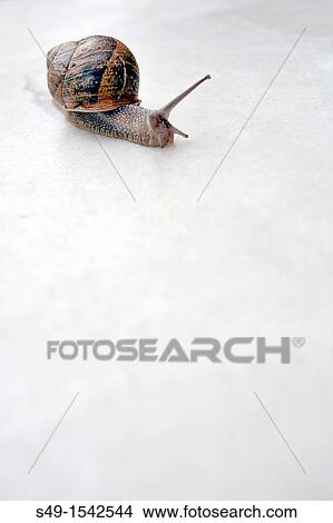 A snail close-up View Large Photo Image Picture - A snail close-up. Fotosearch