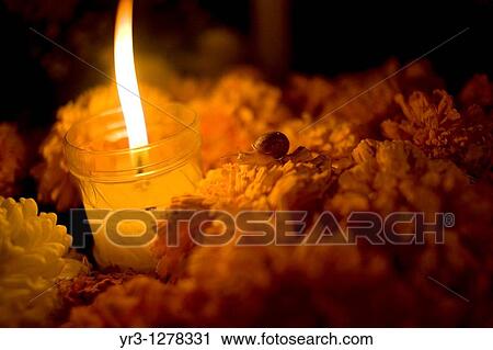 Stock Image - A snail crawls on yellow marigold flowers, known as Zempasuchitl, on a tomb decorated with a candle at the cemetery in San Gregorio Atlapulco, Xochimilco, Mexico City. The Day of the Dead celebration is a tradition that honors the deceased. Fotosearch
