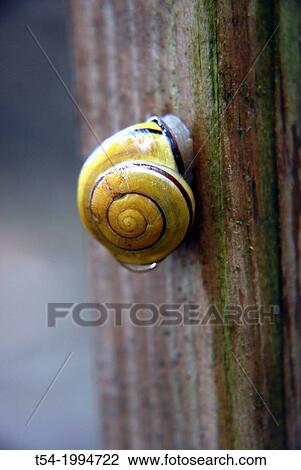 Stock Image - A snail in the rain, Bavaria, Germany. Fotosearch
