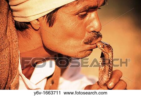 A snake charmer is kissing a cobra at Delhi India View Large Photo Image Stock Image - A snake charmer is kissing a cobra at Delhi India. Fotosearch