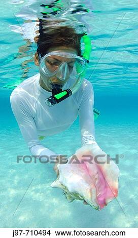 A snorkeler finds a pink conch shell in the shallows off Rainbow Beach, Eleuthera, Bahamas, Atlantic Ocean View Large Photo Image Picture - A snorkeler finds a pink conch shell in the shallows off Rainbow Beach, Eleuthera, Bahamas, Atlantic Ocean. Fotosearch