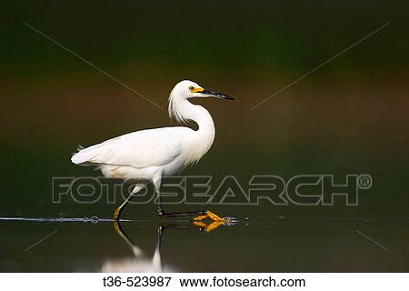 A Snowy Egret (Egretta thula) wading in the shallow water of the West Pond at Jamaica Bay National Wildlife Refuge. The trademark yellow foot of the Snowy Egret can be seen clearly. USA. View Large Photo Image Stock Photo - A Snowy Egret (Egretta thula) wading in the shallow water of the West Pond at Jamaica Bay National Wildlife Refuge. The trademark yellow foot of the Snowy Egret can be seen clearly. USA.. Fotosearch