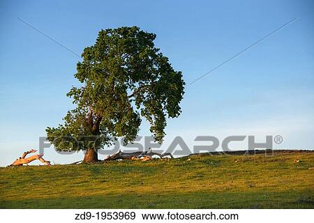 A solitary oak is set against the sky. View Large Photo Image Stock Photo - A solitary oak is set against the sky.. Fotosearch