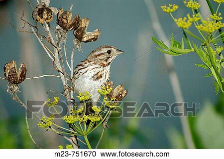 Stock Image - A song sparrow (Melospiza melodia) looks for seeds on a yellow flower, Pennsylvania, USA. Fotosearch