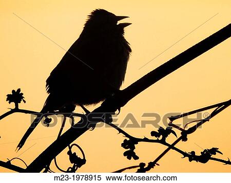 Stock Photography - A songbird sings in silhouette against the dawn sky, Pennsylvania, USA.. Fotosearch