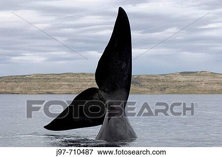 A southrn Right Whale, Eubalaena australis, extends its fluke high out of the water and waves it back and forth for a short period, Golfo Nuevo, Peninsula Valdez, Patagonia, Argentina, South America, South Atlantic Ocean View Large Photo Image Stock Photo - A southrn Right Whale, Eubalaena australis, extends its fluke high out of the water and waves it back and forth for a short period, Golfo Nuevo, Peninsula Valdez, Patagonia, Argentina, South America, South Atlantic Ocean. Fotosearch