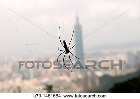 A Spider hanging by his web in the forest overlooking Taipei 101 skyscraper in Taipei, Taiwan. View Large Photo Image Picture - A Spider hanging by his web in the forest overlooking Taipei 101 skyscraper in Taipei, Taiwan.. Fotosearch