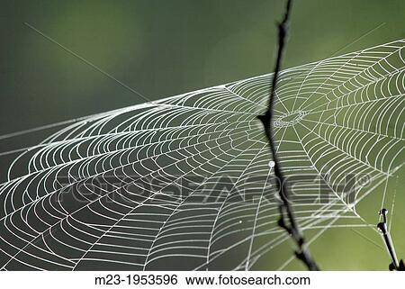 A spider web catches the wind at dawn, Pennsylvania, USA. View Large Photo Image Stock Photograph - A spider web catches the wind at dawn, Pennsylvania, USA.. Fotosearch
