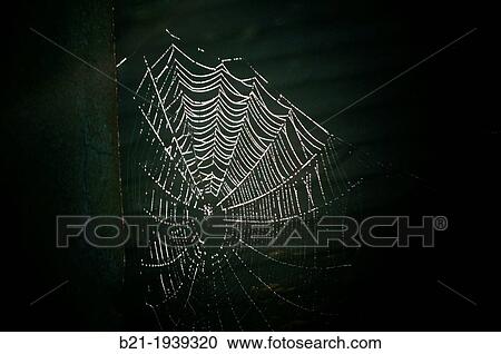 A spider web, spiderweb, spider's web or cobweb (from the obsolete word coppe, meaning "spider") is a device built by a spider out of proteinaceous spider silk extruded from its spinnerets. View Large Photo Image Stock Image - A spider web, spiderweb, spider's web or cobweb (from the obsolete word coppe, meaning "spider") is a device built by a spider out of proteinaceous spider silk extruded from its spinnerets.. Fotosearch