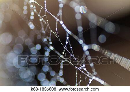 a spider web. View Large Photo Image Stock Photo - a spider web.. Fotosearch