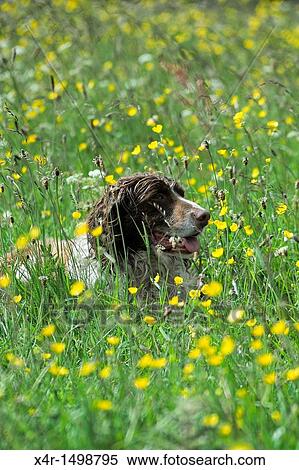 A springer spaniel among buttercups. View Large Photo Image Stock Photography - A springer spaniel among buttercups.. Fotosearch