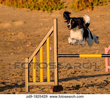 A springer spaniel leaps over the agility jumps View Large Photo Image Stock Photo - A springer spaniel leaps over the agility jumps. Fotosearch