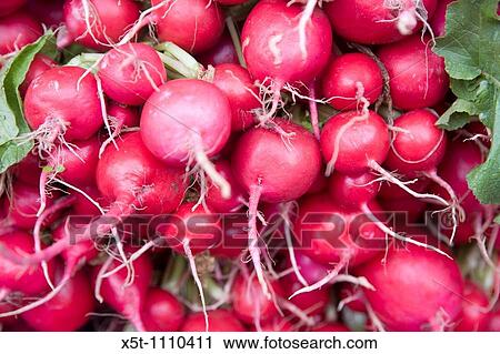 A stack of fresh red radish View Large Photo Image Stock Image - A stack of fresh red radish. Fotosearch