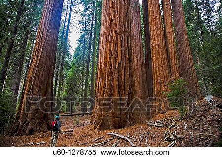 Stock Photography - A stand of Giant Sequoia Trees along the Redwood Canyon Trail at Sequoia National Park, California. Fotosearch