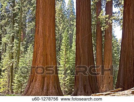 A stand of Giant Sequoia Trees at Giant Forest at Sequoia National Park, California View Large Photo Image Stock Photograph - A stand of Giant Sequoia Trees at Giant Forest at Sequoia National Park, California. Fotosearch