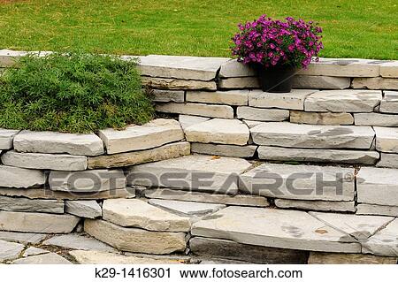 Stock Image - A stone wall with potted late-summer mums Sudbury Ontario. Fotosearch