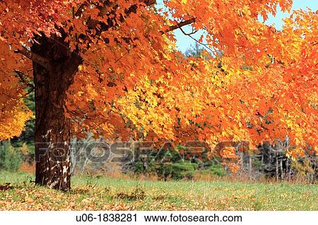 a sugar maple tree in autumn color View Large Photo Image Stock Image - a sugar maple tree in autumn color. Fotosearch