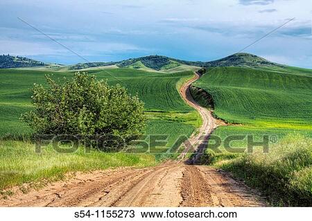 A summer road in the Palouse near Tekoa, Washington View Large Photo Image Stock Image - A summer road in the Palouse near Tekoa, Washington. Fotosearch