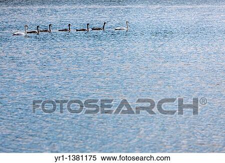 A swan family on a lake, shot in late summer, Sweden. View Large Photo Image Stock Photography - A swan family on a lake, shot in late summer, Sweden.. Fotosearch
