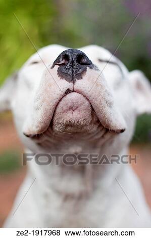 A sweet dog's muzzle. This pit bull sits with its eyes closed and its nose held up as if waiting for a kiss. View Large Photo Image Stock Photo - A sweet dog's muzzle. This pit bull sits with its eyes closed and its nose held up as if waiting for a kiss.. Fotosearch